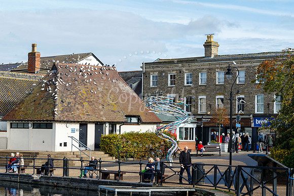 Pigeons in Diss