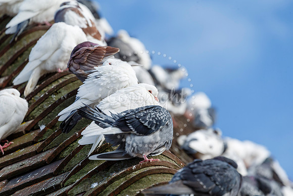 Pigeons in Diss