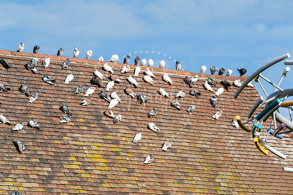 Pigeons in Diss