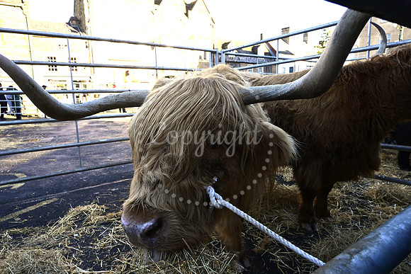 Uppingham Fatstock Show 2025