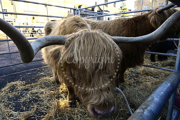Uppingham Fatstock Show 2025