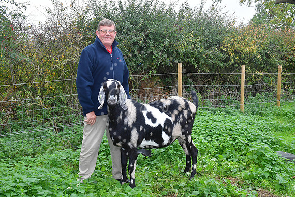 Walkabout Goats