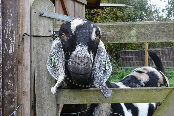 Walkabout Goats