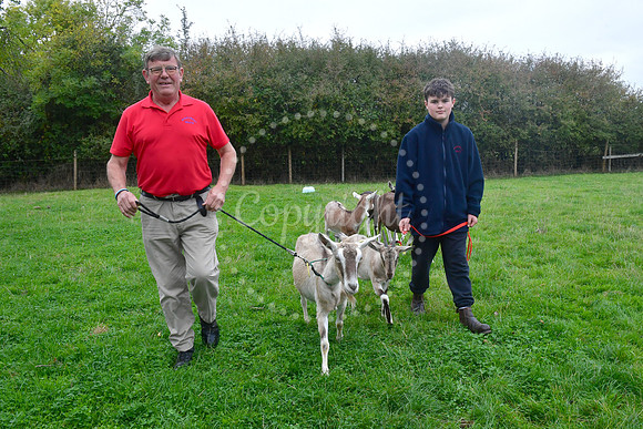 Walkabout Goats