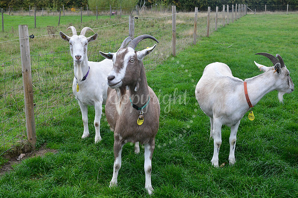 Walkabout Goats