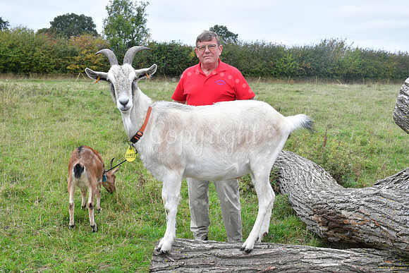 Walkabout Goats