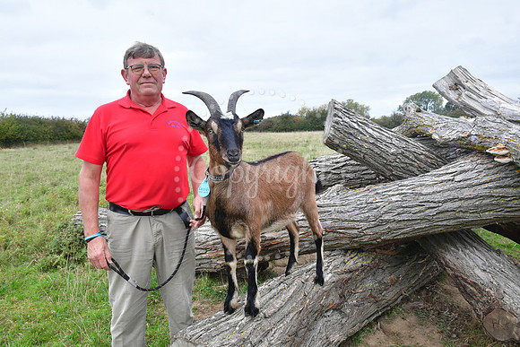 Walkabout Goats
