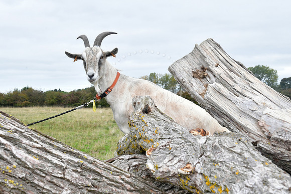 Walkabout Goats