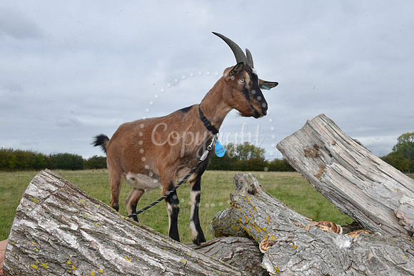 Walkabout Goats