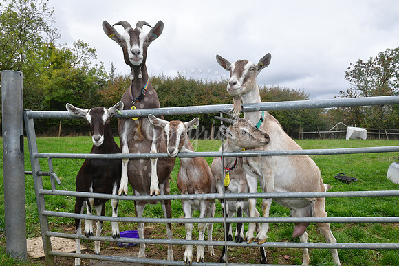 Walkabout Goats