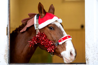 NJ  National Horseracing Museum, NewmarketChristmas at the muse