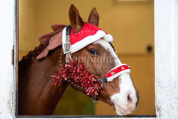 NJ  National Horseracing Museum, NewmarketChristmas at the muse