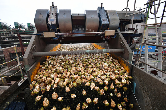 Sugar Factory Tour