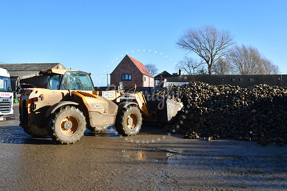 Sugar beet farmers, Willow Tree Farm