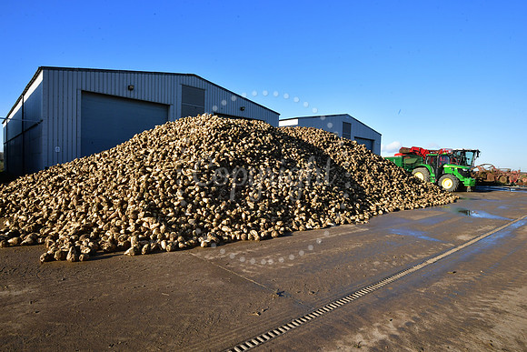 Sugar beet farmers, Willow Tree Farm