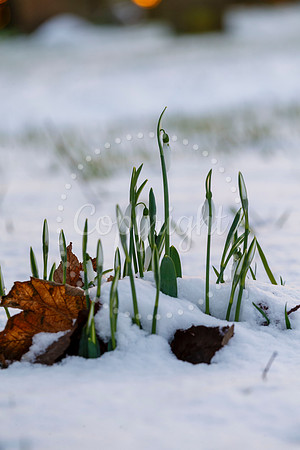 Snowfall in the Norfolk/Suffolk border village of Homersfield