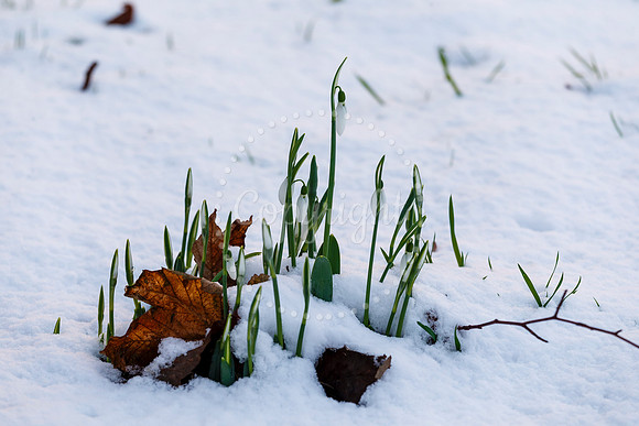 Snowfall in the Norfolk/Suffolk border village of Homersfield