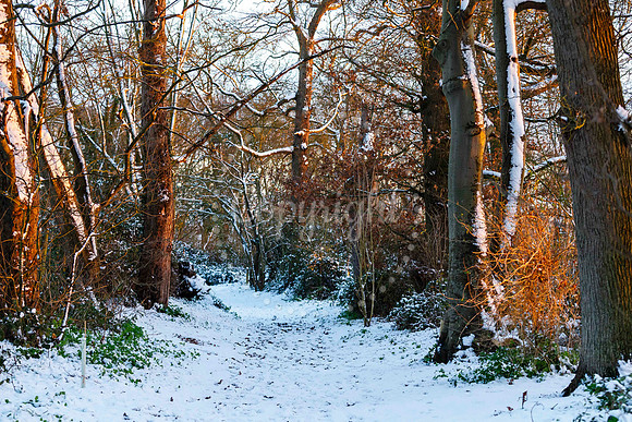 Snowfall in the Norfolk/Suffolk border village of Homersfield