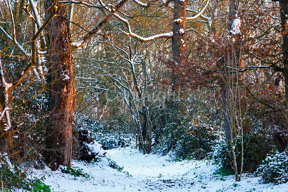 Snowfall in the Norfolk/Suffolk border village of Homersfield