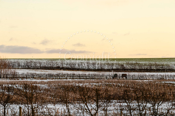 Snowfall in the Norfolk/Suffolk border village of Homersfield