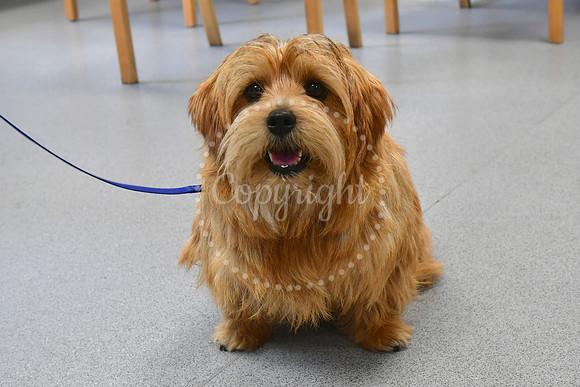 Pet of the Year, competition winners