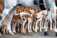NJ Tattersalls Newmarket Thurlow Hounds meet.Picture by Mark Wes