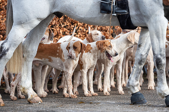 NJ Tattersalls Newmarket Thurlow Hounds meet.Picture by Mark Wes