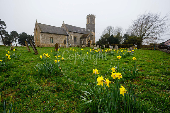 Daffodils in the churchyard of St Remigius Church in Roydon.