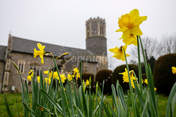 Daffodils in the churchyard of St Remigius Church in Roydon.