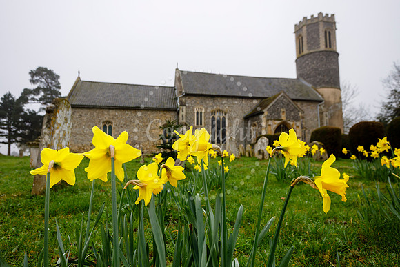Daffodils in the churchyard of St Remigius Church in Roydon.