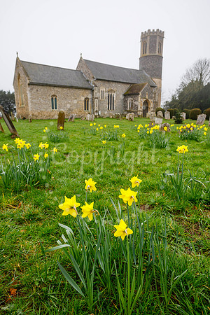 Daffodils in the churchyard of St Remigius Church in Roydon.