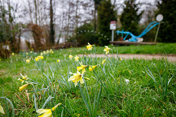 Daffodils in Diss