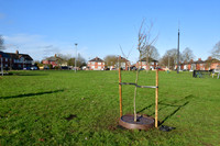 Community Tree Project