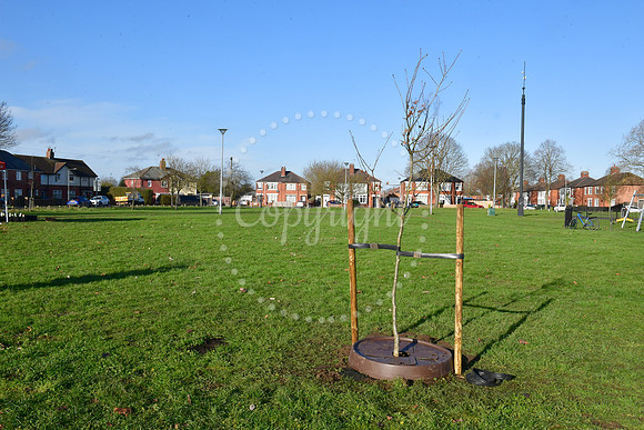 Community Tree Project