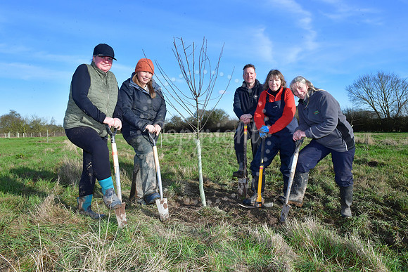 Tree planting at Thorney Abbey Farm