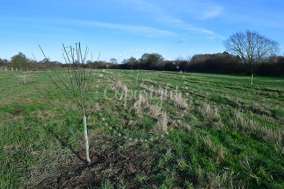 Tree planting at Thorney Abbey Farm