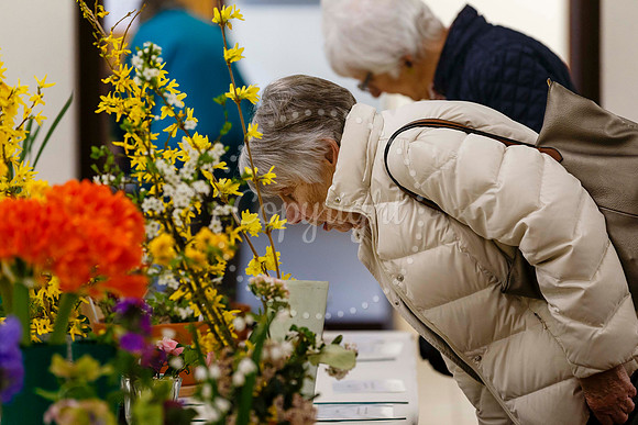 Diss and District Horticultural Society Spring Flower Show