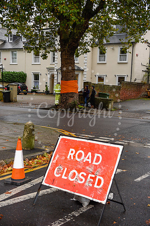 KG TREEPROTEST 121019