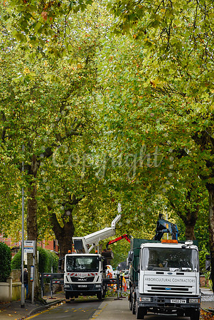 KG TREEPROTEST 121019