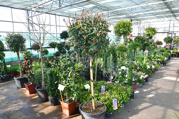 Reg Taylor's Garden Centre celebrating 80 years