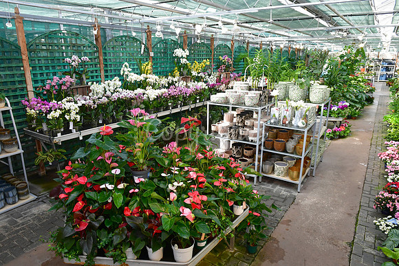 Reg Taylor's Garden Centre celebrating 80 years