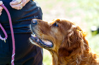 Dog Obedience Show at Stonham Barns