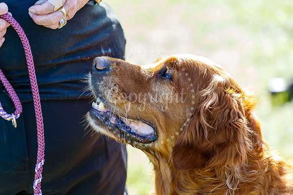 Dog Obedience Show at Stonham Barns