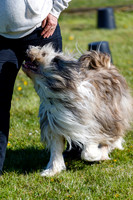Dog Obedience Show at Stonham Barns