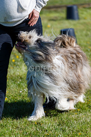 Dog Obedience Show at Stonham Barns
