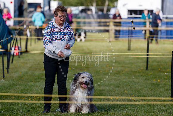 Dog Obedience Show at Stonham Barns