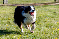 Dog Obedience Show at Stonham Barns