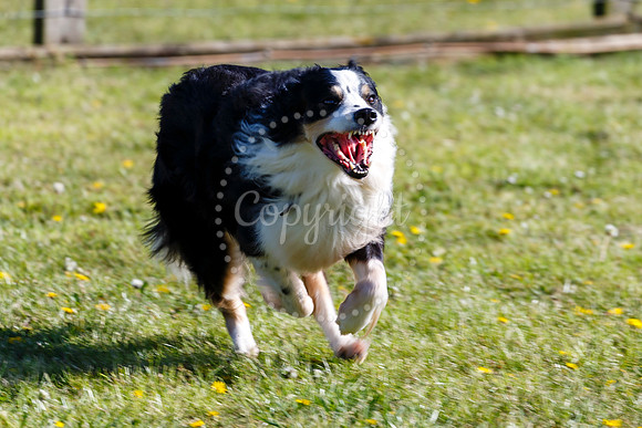 Dog Obedience Show at Stonham Barns