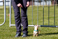 Dog Obedience Show at Stonham Barns