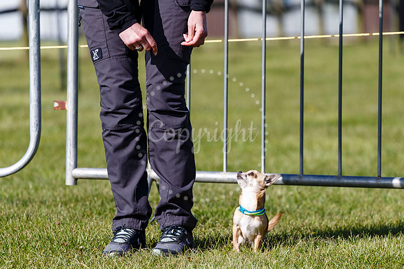Dog Obedience Show at Stonham Barns